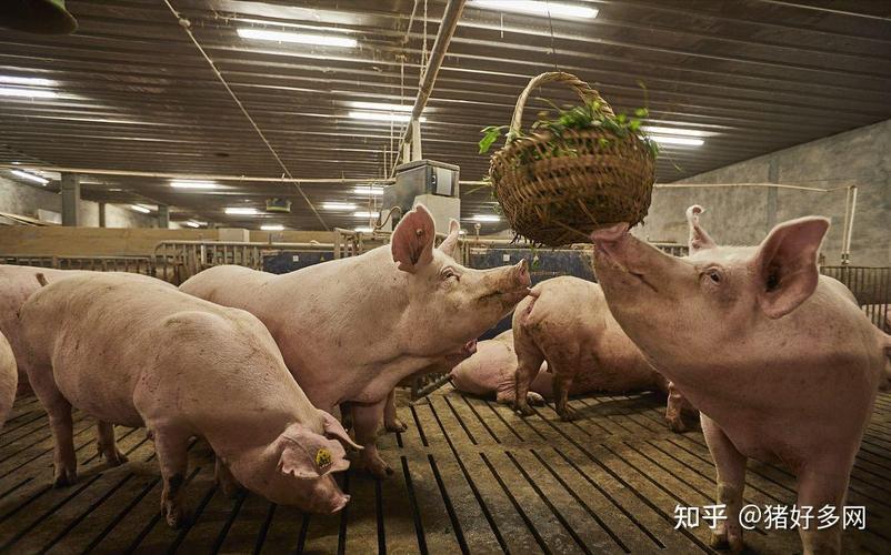 猪价短暂失守11元关口，阶段性震荡难改上涨趋势？